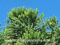 Araucaria Brasilensis Pine Tree