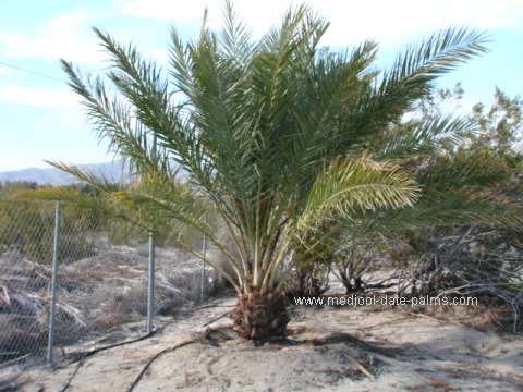 date palm definition