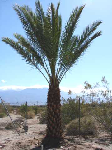 Male Date Palm with 8 Feet of Trunk, For Sale in California