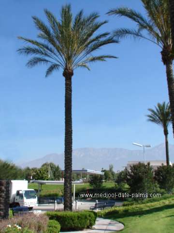 50 foot Medjool Date Palm in a parking lot in California