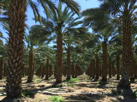 Medjool Date Palm with offshoots removed