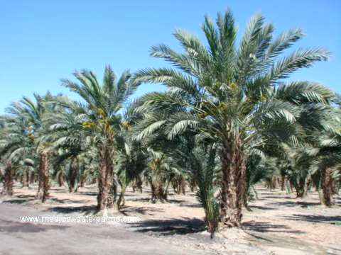 Medjool Date Palm Grove After 8 Years