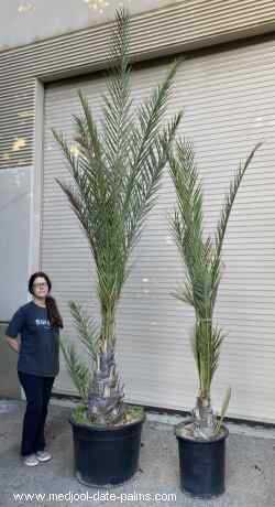 Medjool Date Palm Rooted Offshoots in 15 gallon and 25 gallon containers