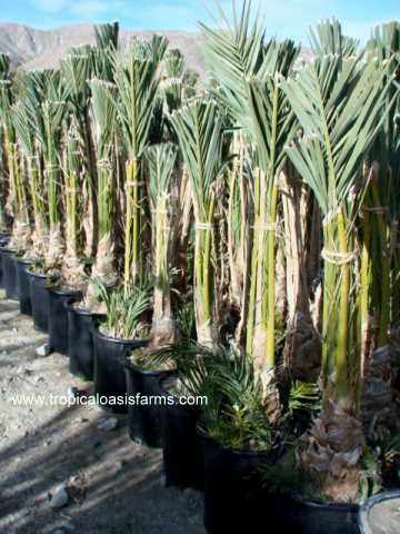 Medjool Date Palm Offshoots