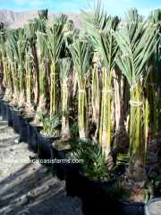 Medjool Date Palm Rooted offshoots