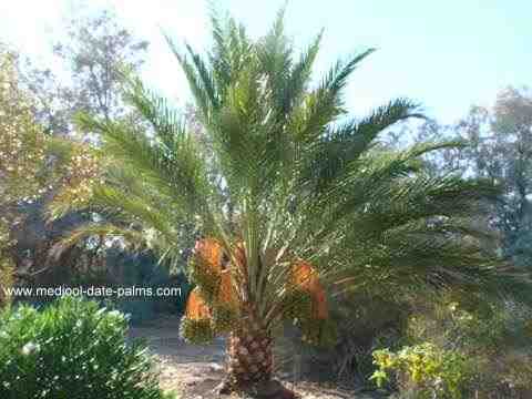 Medjool Date Palm with Dates Growing at a Southern California Residence