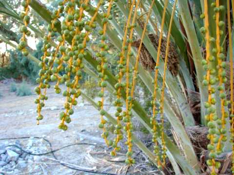 One week old pollinated Medjool Dates on a Female Medjool Date Palm