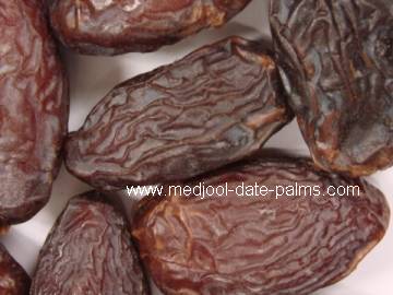 Purchase Fresh Medjool Dates